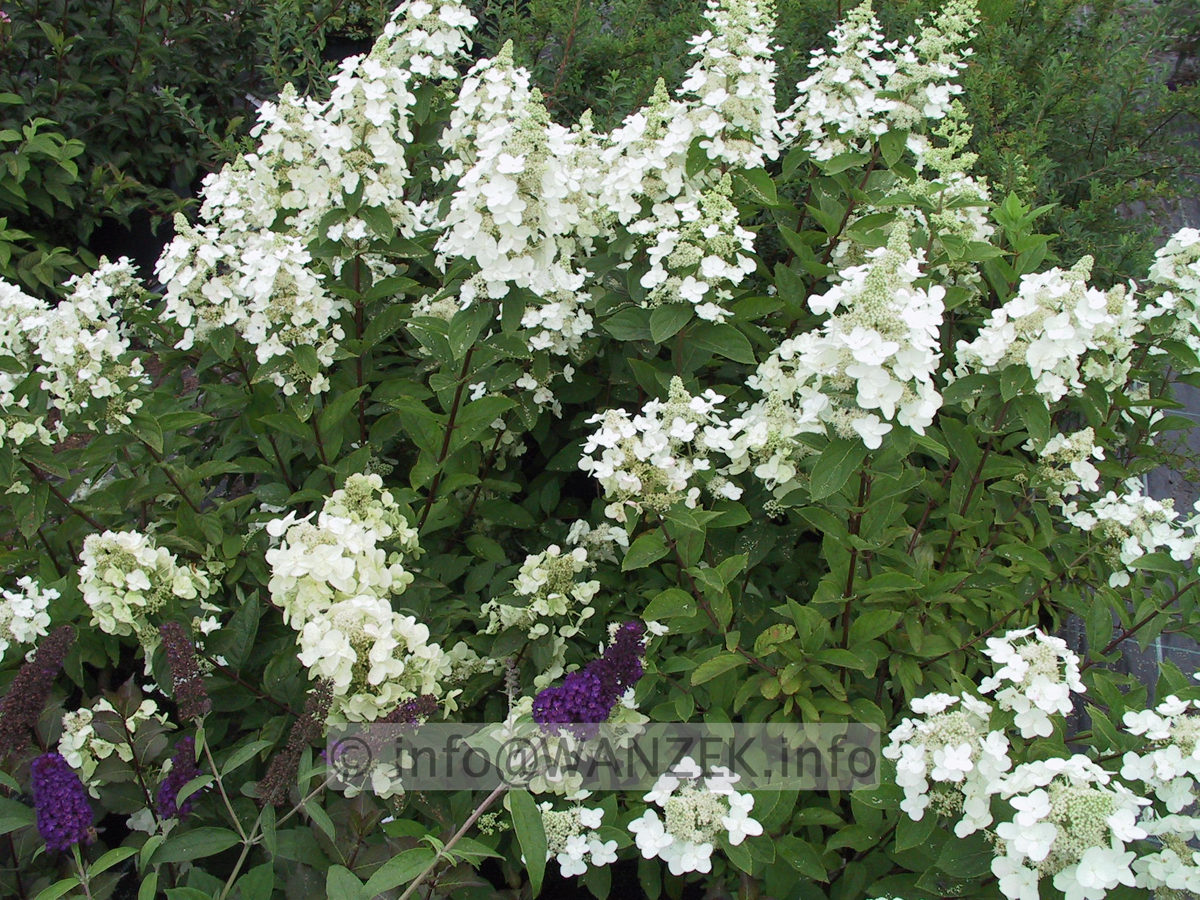 Hydrangea paniculata Unique 06.JPG